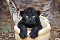 Confu-baby-puma-10