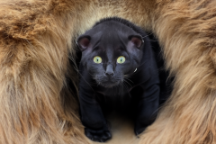 Confu-baby-puma-11
