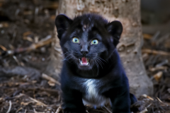Confu-baby-puma-14