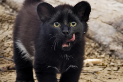 Confu-baby-puma-16