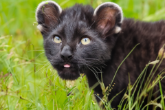 Confu-baby-puma-2