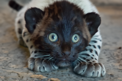 Confu-baby-puma-3