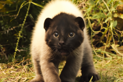 Confu-baby-puma-4