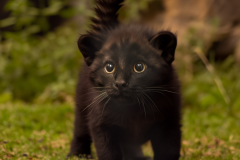 Confu-baby-puma-5