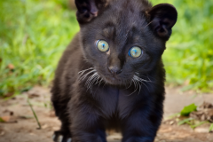 Confu-baby-puma-6