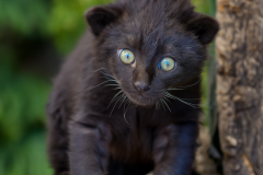 Confu-baby-puma-7