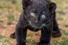 Confu-baby-puma-8