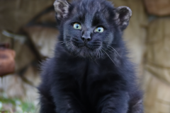 Confu-baby-puma