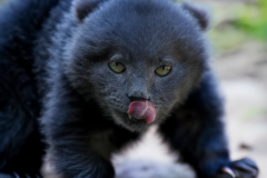 Pla-Baby-ours