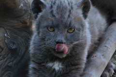Pla-Baby-panther