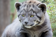 Pla-Baby-puma-1