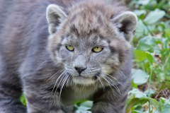 Pla-Baby-puma-2