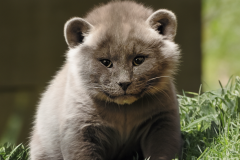 Pla-Baby-puma-3
