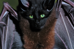 Confu-bat-10