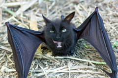 Confu-bat-12
