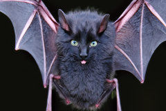 Confu-bat-13