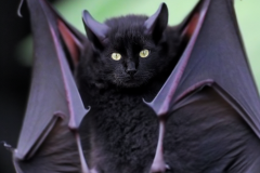 Confu-bat-14