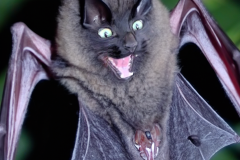 Confu-bat-15