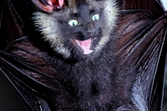 Confu-bat-16