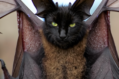 Confu-bat-17
