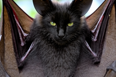 Confu-bat-18