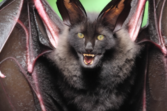 Confu-bat-19