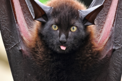 Confu-bat-20