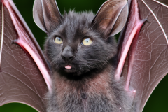 Confu-bat-22