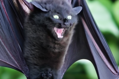 Confu-bat-23