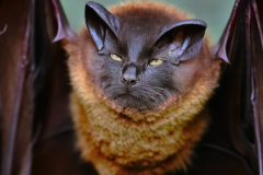 Confu-bat-24