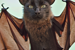 Confu-bat-25