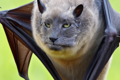 Confu-bat-27