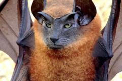 Confu-bat-28