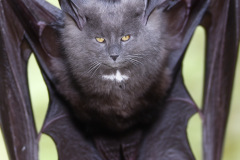 Confu-bat-29