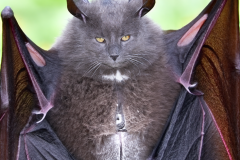 Confu-bat-30
