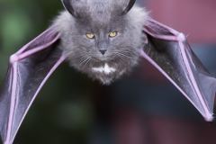 Confu-bat-31