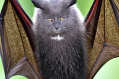 Confu-bat-32
