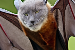 Confu-bat-33