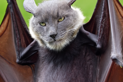 Confu-bat-34