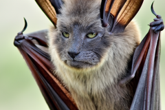 Confu-bat-35
