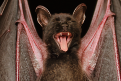 Confu-bat-6