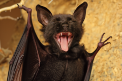 Confu-bat-7