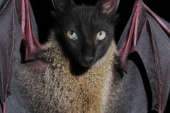 Confu-bat-8