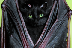 Confu-bat-9