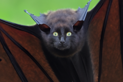 Confu-bat-lol-11