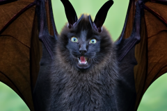 Confu-bat-lol-13