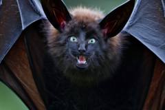 Confu-bat-lol-14