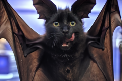 Confu-bat-lol-16