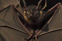 Confu-bat-lol-8
