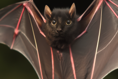 Confu-bat-lol-9